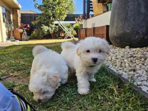 Adorable Maltese Shih Tzu Puppies