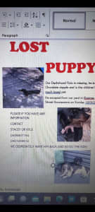 Lost dashhound, reward for information leading to recovering Rollo