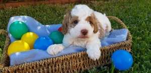 Toy Cavoodle Puppy