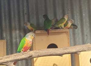 Unrelated Conures