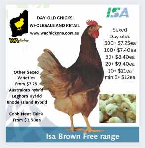From $7.25ea NEW ISA BROWN FREE RANGER Wholesale Day old chicks