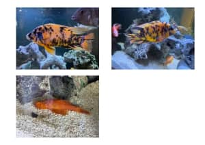 Stunning 16-18cm Display Size African Cichlids & 13cm Red BN Pleco