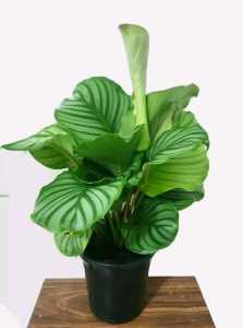 Plants For Sale. Indoor plants for sale