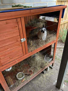 2 Male Netherland Dwarf Male rabbits and their cages