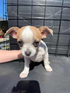 3 month old Chihuahua’s puppies in NSW