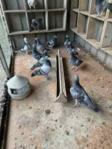 Racing/ Stock Pigeons for Sale