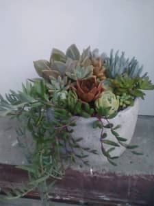 An arrangement of 13 types of succulents in a grey terracotta pot 