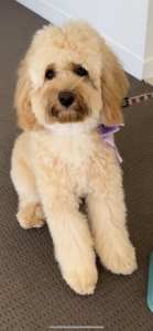 10 month old male cavoodle