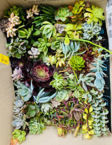 Succulents- 50 cuttings. Absolutely beautiful