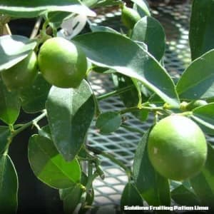 PATIO LIMES TREES other FRUITING and NON-FRUITING PLANTS