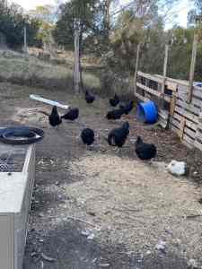 For Sale One Australorp Roster 