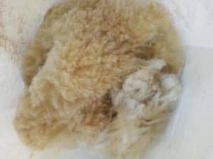 Premium Alpaca Fleece --- Natural Raw Fleece