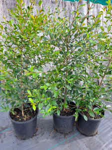Lillypilly Resilience in 200mm pots $15
