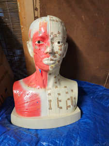 Acupuncture Anatomical Learning Aid
