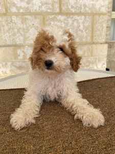 Cavoodle (King Charles cavalier x toy poodle)