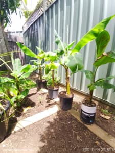 Banana tree dwarf Cavendish