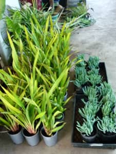 HUGE PLANT SALE ON TODAY!