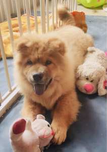 Beautiful purebred chow chow puppy boy for sale