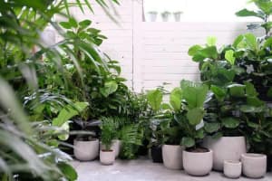 Indoor & Patio plants
