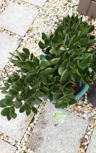 Jade Crassula Lovely size and worth an Inspection .