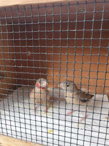 Cut Throat Finches and Mealworms 