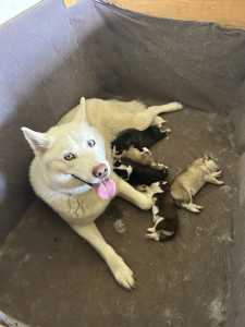 ⭐️ Purebred Siberian Husky Pups ⭐️ 3 boys & 2 girls.
