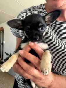 1 Male Chihuahua Apple Head Pure Breed Smooth coat