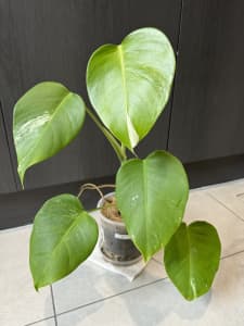 Monstera low variegation Plant