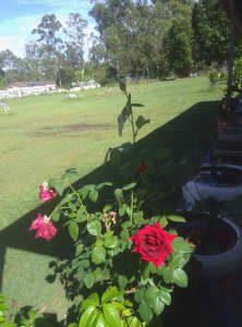 Double red rose plant for sale
