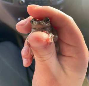 Peron Tree Frogs For Sale