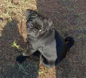 Pug Puppies for Sale LAST ONE!!!
