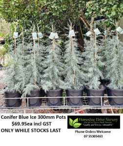 Conifer Blue Ice Trees 300mm Pots Plants Mudgeeraba Gold Coast South Preview