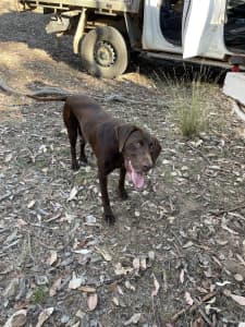 German Shorthaired Pointer Free to Great Home