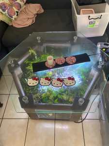 Fish tank coffee table