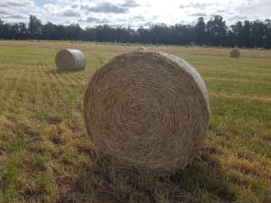 Moby Barley Hay round bales