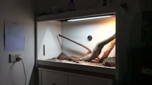 Pygmy bearded dragon with enclosure