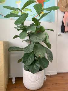 Large fig tree plant and pot