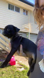 Purebred pugs ready now (extra small )