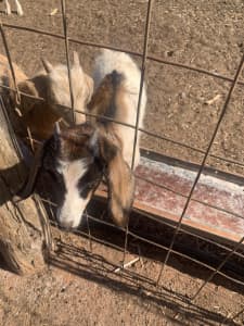 Goats and Dorper sheep for sale all different ages and sex
