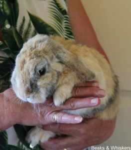 Beaks & Whiskers Rescue Rabbit - Mr. Sunny
