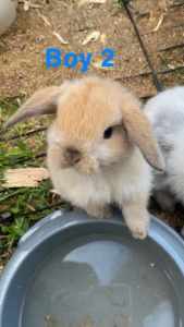 Baby mini lop bunnies