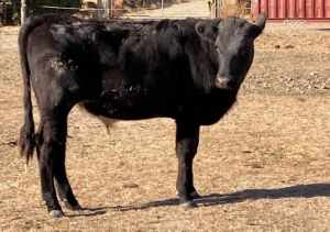Angus X Steer Calves Beef Lawnmowers