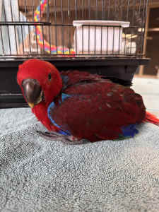 Sweet Female Eclectus available upon weaning