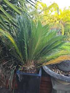 Two sago palms for sale