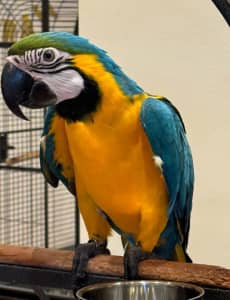 Macaw - Blue & Gold