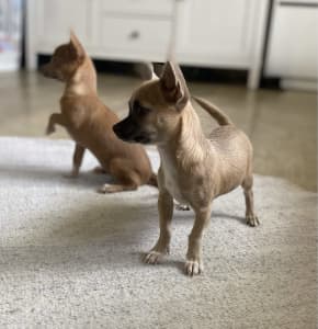 Chihuahua Puppy Purebred 