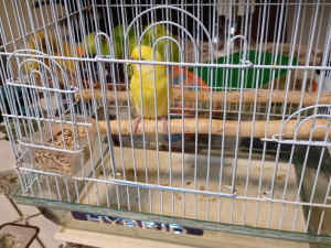 BODGIE FEMALE PURE YELLOW 9 MONTHS OLD READY TO BREEDING CAGE AND BUDG