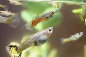 Feeder guppies fish for sale