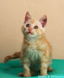 Beaks & Whiskers Rescue Kitten - Mr. Peanut