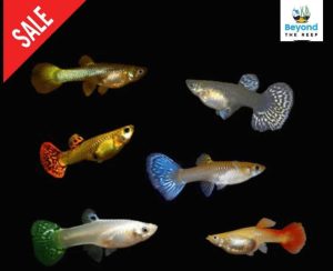 Guppies & Huge Ranges Of Freshwater Fish From $5